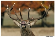 Red Deer 9